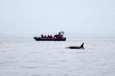 Canada Whalewatching Victoria
