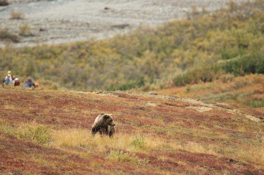 Alaska Denali National Park