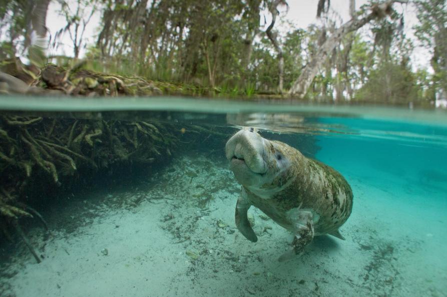USA - Florida - Crystal River