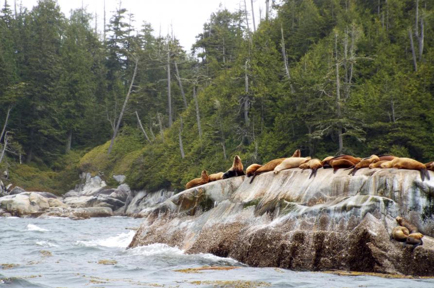 Canada zeeleeuwen bij Vancouver Island