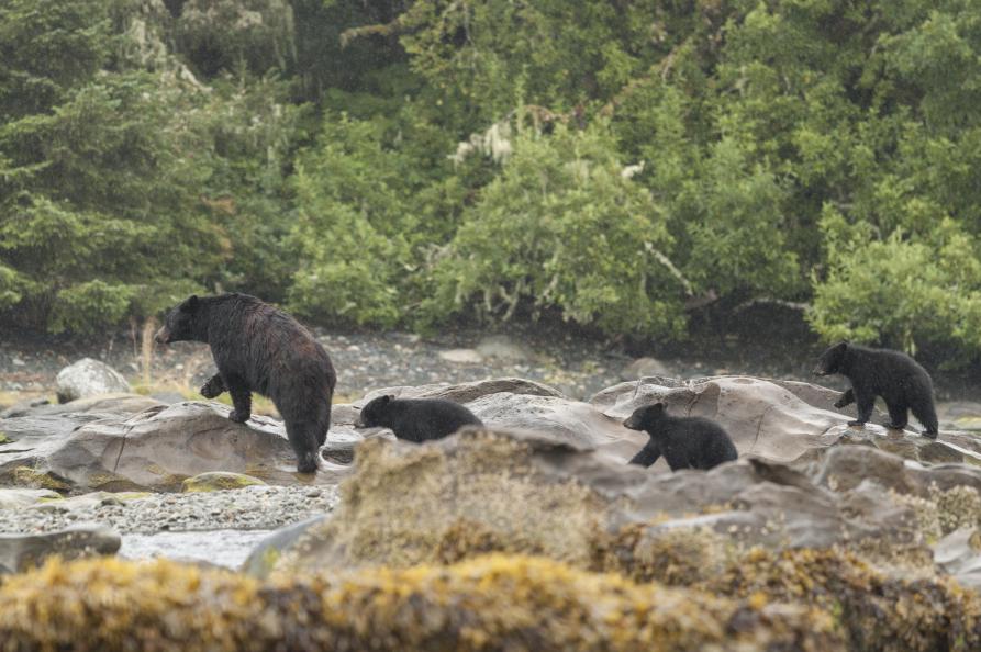 Canada  Bearwatching in Tofino